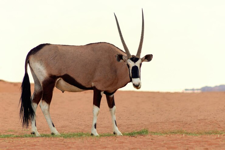 Een wild Afrikaans dier, de eenzame oryx, wandelt door de Namibwoestijn.
