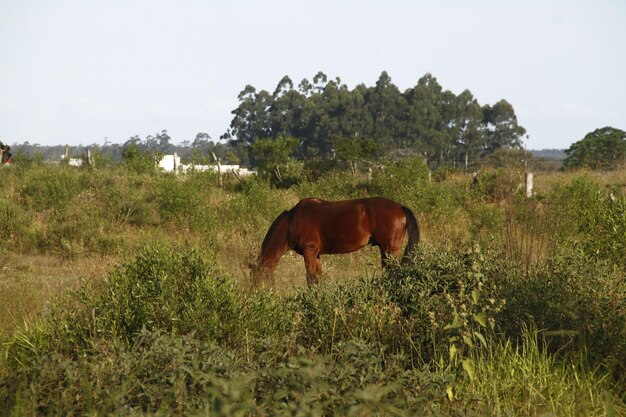 Een wild paard vrij in de natuur