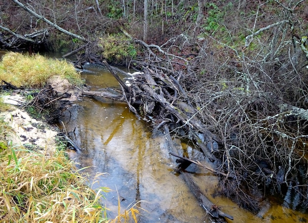 Een wild riviertje met omgevallen bomen en veel rotsen. Een kleine forellenrivier in de herfst.