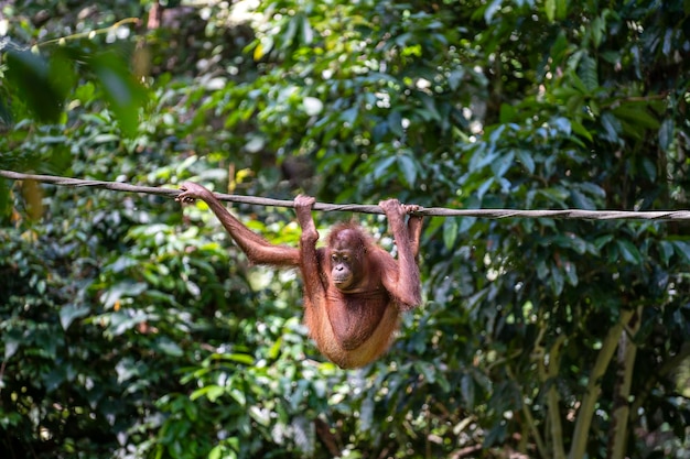 Een wilde bedreigde orang-oetan in het regenwoud van het eiland Borneo, Maleisië, close-up. Orang-oetan aap in de natuur