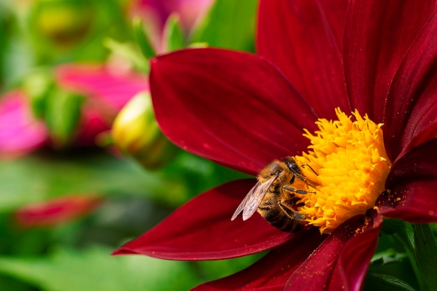 Een wilde bij verzamelt in de zomer nectar van een felrode grote bloem