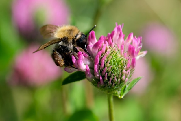 Een wilde bij verzamelt nectar