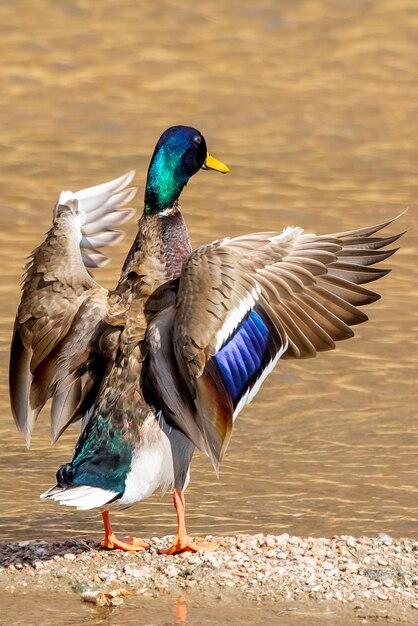 Foto een wilde eend die over het water vliegt.