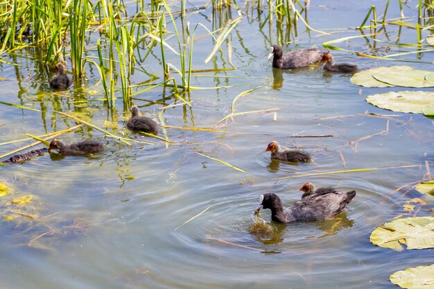 Een wilde eend met eendjes die langs de rivier tussen het riet drijven