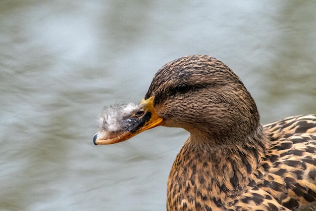 Een wilde eendeend met een pluizige neus