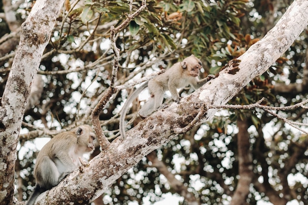 Een wilde levende aap zit op een boom op het eiland Mauritius, apen in de jungle van het eiland Mauritius.