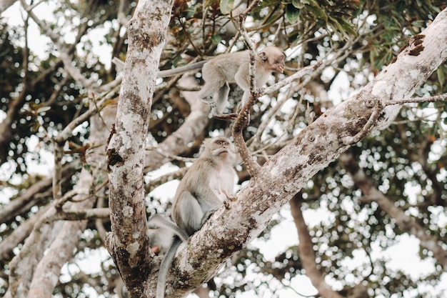 Een wilde levende aap zit op een boom op het eiland Mauritius.Monkeys in de jungle van het eiland Mauritius.