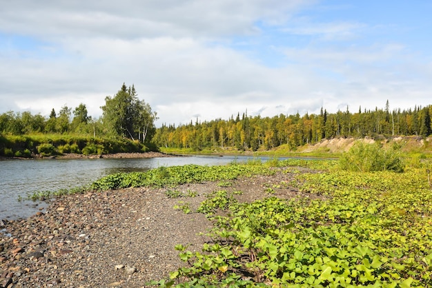 Een wilde rivier in verlaten bossen