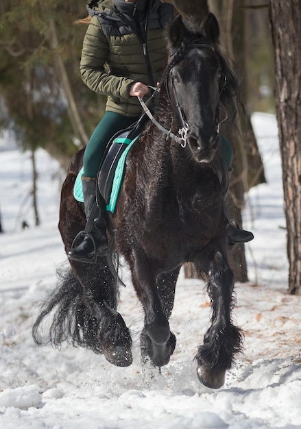 Een winterbos een persoon die op een donkerbruin paard rijdt