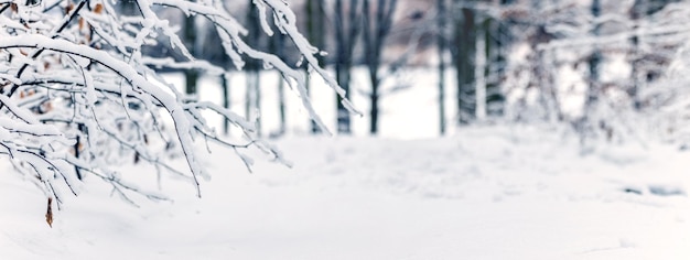 Foto een winterbos na een sneeuwval met besneeuwde boomtakken die door de sneeuw naar beneden zijn gebogen