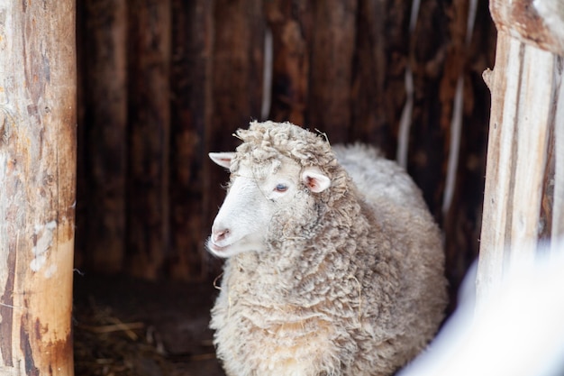 Een wit gekruld schaap in een houten hok. Schapenhouderij in de winter. Huishouden.