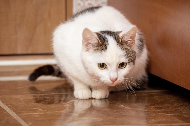 Een wit gevlekte kat zit in de kamer op de vloer