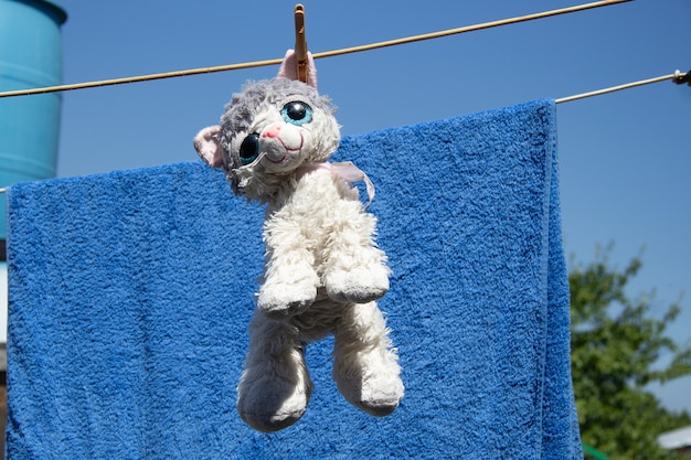 Een wit-grijze knuffelkat droogt aan een touw na het wassen in de zomer. Het hangt aan het oor.