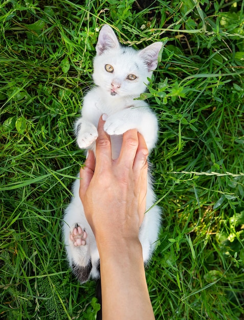 Een wit katje ligt in het groene gras en speelt met een meisje een speelse kitten bovenaanzicht Close-up