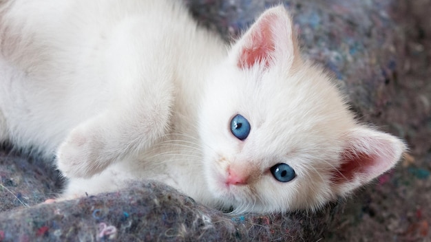 Een wit katje met mooie blauwe ogen ligt op een grijze deken