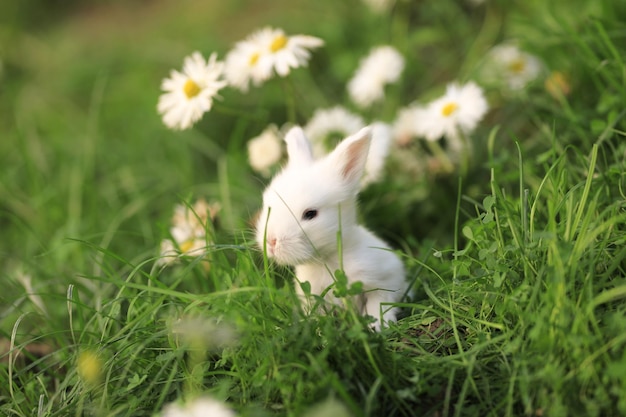 Foto een wit konijn in het gras