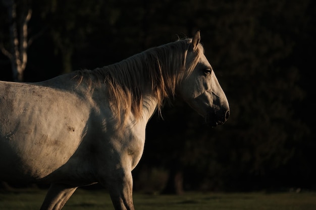 Een wit paard dat graast in de zomerzonsopgang