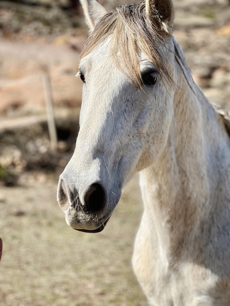 Een wit paard met een bruine neus en een zwarte neus.