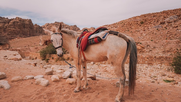 Een wit paard met een zadel erop