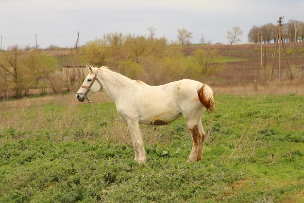 een wit paard staat in een veld met een bruine vlek op zijn hoofd