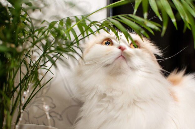 Een wit-rode kat van het Scottish Fold-ras kijkt op tegen de achtergrond van bladeren