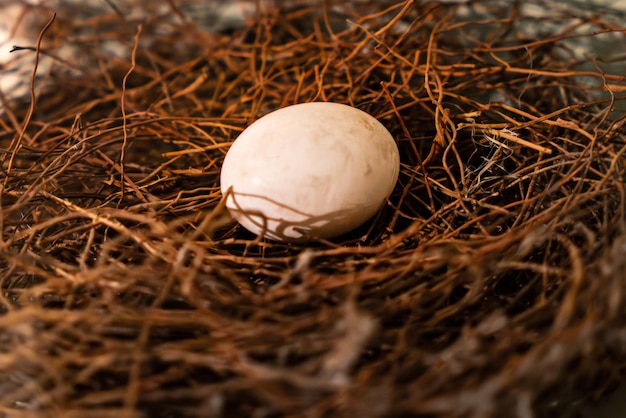 een wit vogel ei in een bruin stro-nest in het wild Vogels nestelen met ei