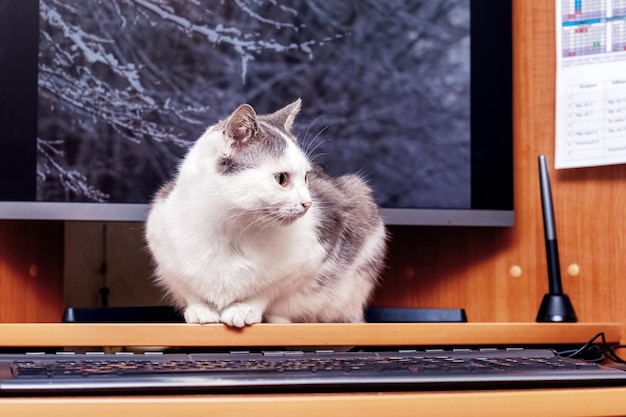 Een witgevlekte kat zit in de buurt van een computermonitor en toetsenbord