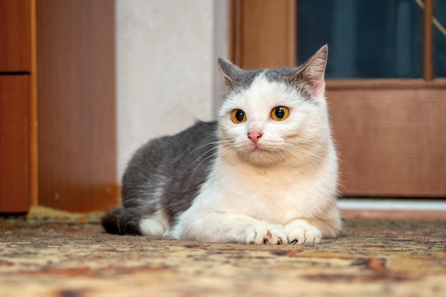 Een witgevlekte kat zit op de vloer in een kamer en kijkt aandachtig naar iets