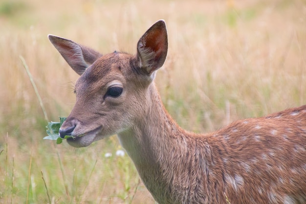 Foto een witstaarthert reekalf met vlekken die een blad eten