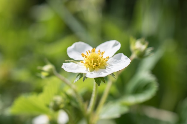 Een witte aardbei bloesem, Victoria bloeide op de plantage.