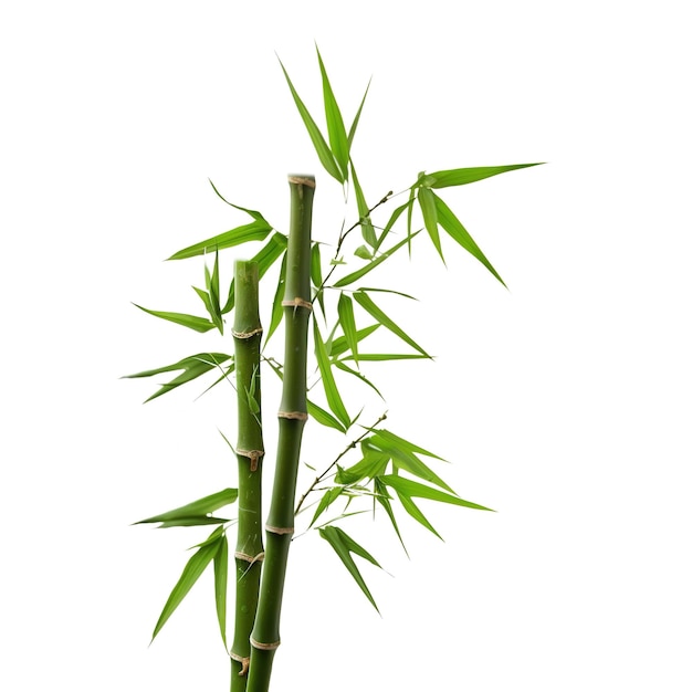Foto een witte achtergrond met een groene bamboeplant met groene bladeren en het woord bamboe erop.