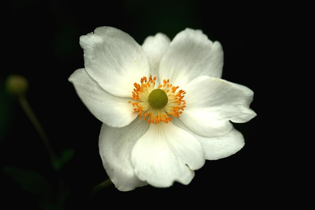 Foto een witte anemoonbloem