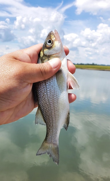 Een witte baars vasthouden voordat hij in het water wordt gelaten