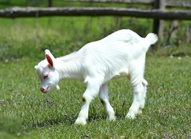 Een witte babygeit staat in het gras