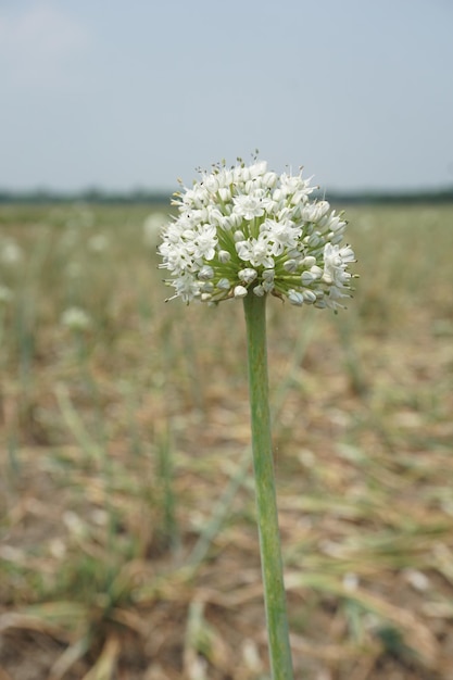 een witte bloem groeit in een veld met een blauwe hemel op de achtergrond