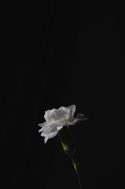 Foto een witte bloem in een donkere kamer