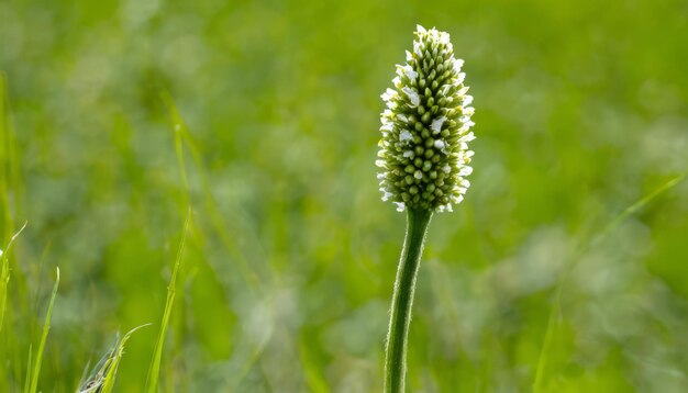 Een witte bloem in een veld van groen gras