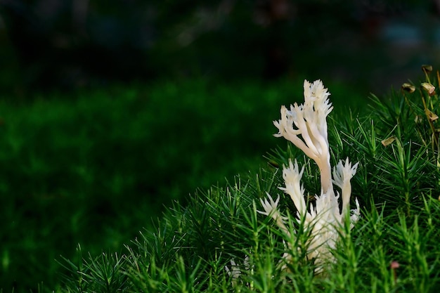 Een witte bloem in het gras