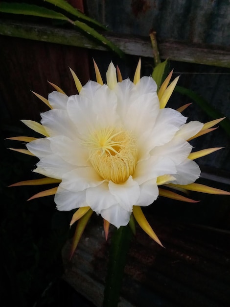 Foto een witte bloem met een geel hart en witte bloemblaadjes