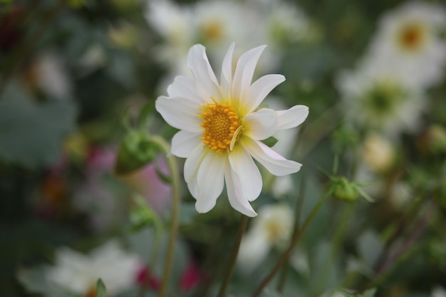 Een witte bloem met een geel hart