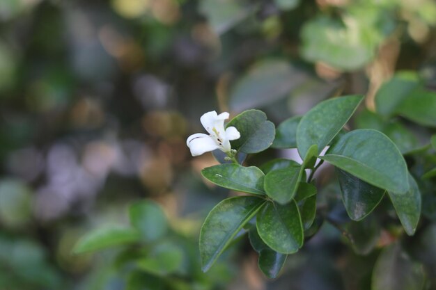 Een witte bloem met een groen blad op de achtergrond