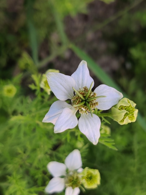 Een witte bloem met een groen hart en een geel hart.