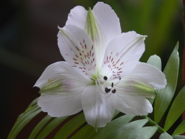 Een witte bloem met een rode stip in het midden