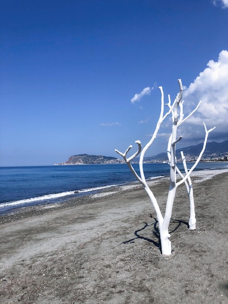 Foto een witte boom op een strand met een blauwe lucht op de achtergrond