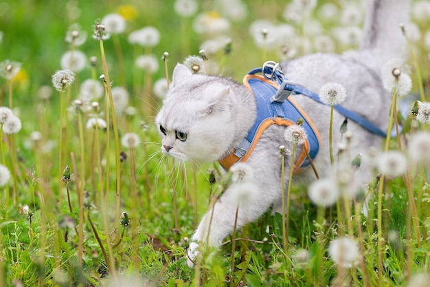 Een witte Britse kat loopt in het voorjaar op het gras met witte paardebloemen