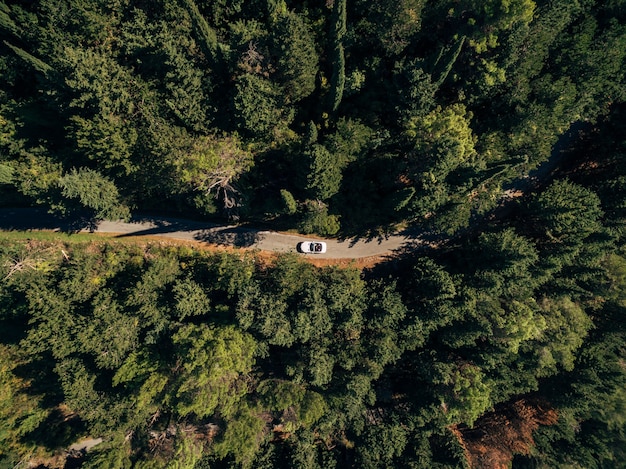 Een witte cabrio rijdt door het bos langs een verharde weg tussen hoge bomen vanuit de lucht bovenaanzicht