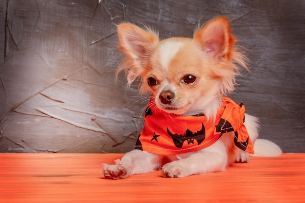 Een witte chihuahua-hond in een oranje bandana voor Halloween Dog op een oranje achtergrond