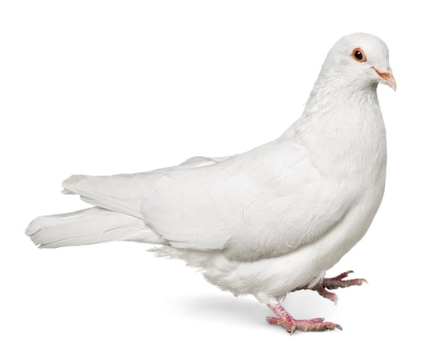 Een witte duif