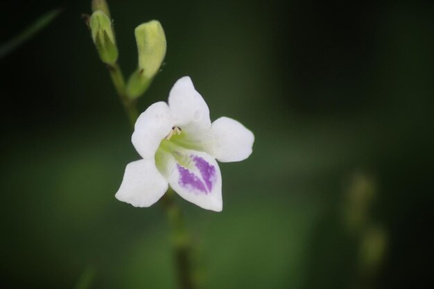 Een witte en paarse bloem met paars op de punt.