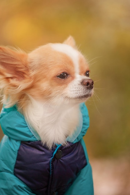 Een witte en rode chihuahua-hond in een blauwe jas Chihuahua-puppy op een wandeling